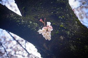 DSC04916.JPG