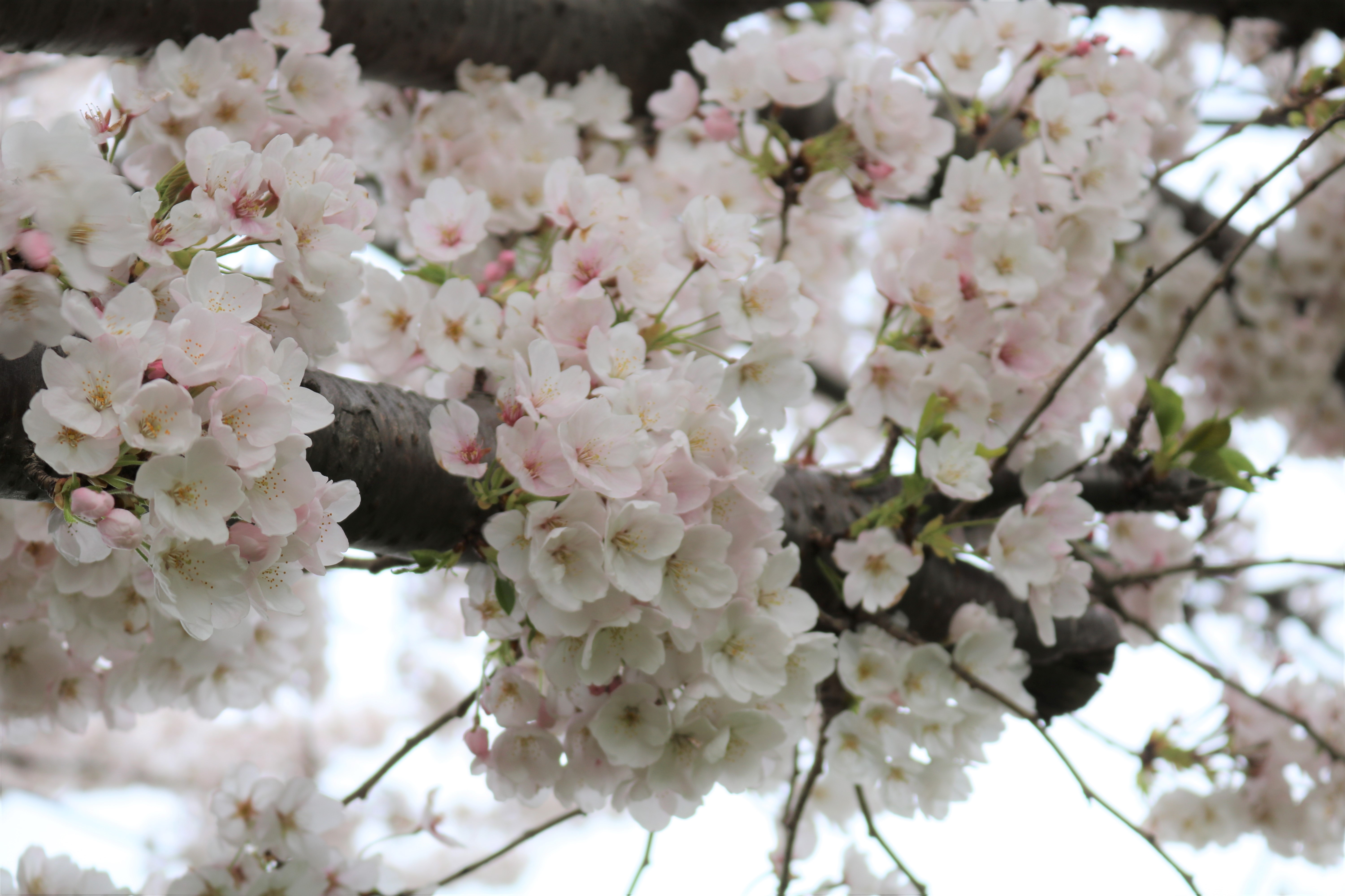 sakura1.JPG
